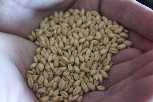 wheat berries in hands