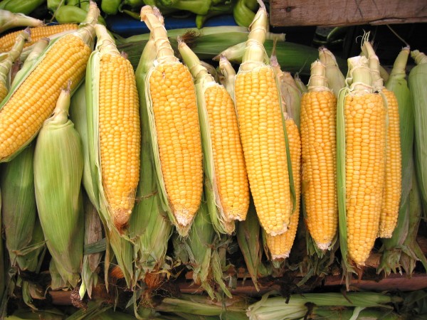 pile of corn on the cob