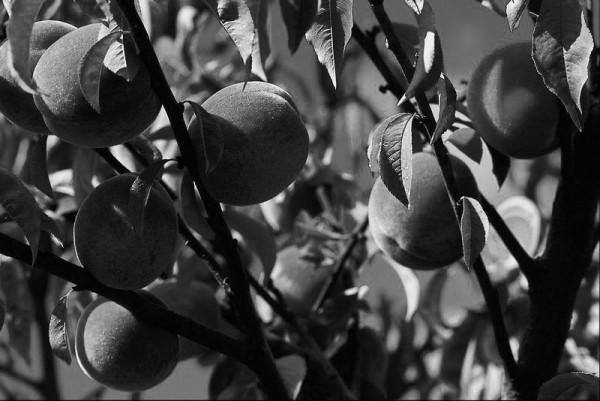 peaches on tree