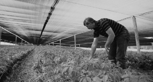 man gardening