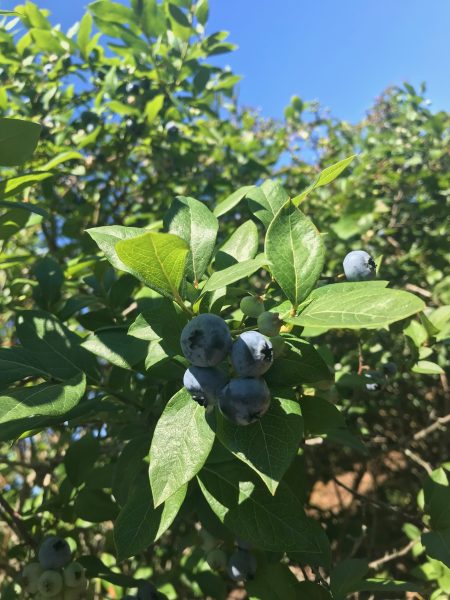 blueberries on bush